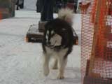 Canine Weight Pull
