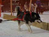 Canine Weight Pull