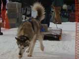 Canine Weight Pull