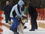 Canine Weight Pull