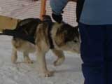 Canine Weight Pull