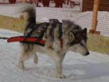 Canine Weight Pull