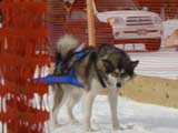 Canine Weight Pull