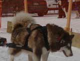 Canine Weight Pull