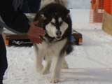 Canine Weight Pull