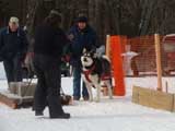 Canine Weight Pull