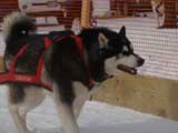 Canine Weight Pull