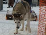 Canine Weight Pull