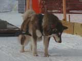 Canine Weight Pull