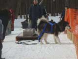 Canine Weight Pull