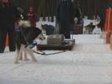 Canine Weight Pull