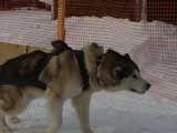 Canine Weight Pull