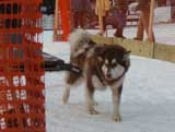 Canine Weight Pull