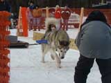Canine Weight Pull