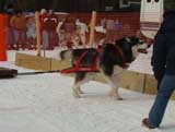 Canine Weight Pull