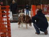 Canine Weight Pull