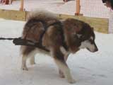 Canine Weight Pull