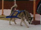 Canine Weight Pull