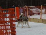 Canine Weight Pull
