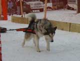 Canine Weight Pull