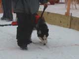 Canine Weight Pull