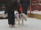 Canine Weight Pull