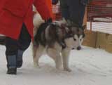 Canine Weight Pull