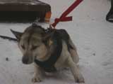 Canine Weight Pull
