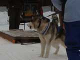 Canine Weight Pull
