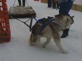 Canine Weight Pull