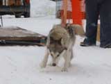 Canine Weight Pull