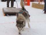 Canine Weight Pull