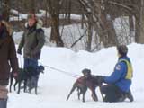 Canine Weight Pull