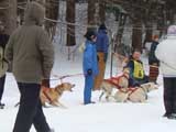 Canine Weight Pull