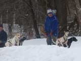 Canine Weight Pull