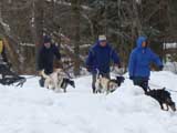 Canine Weight Pull