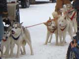 Canine Weight Pull