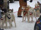 Canine Weight Pull
