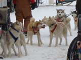 Canine Weight Pull