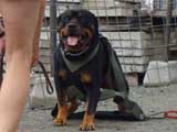 DSC00528t.jpg