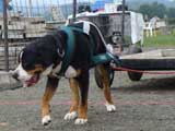 DSC00531t.jpg