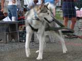 DSC00541t.jpg