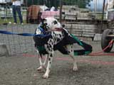 DSC00543t.jpg