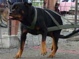 DSC00547t.jpg
