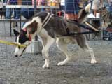 DSC00548t.jpg