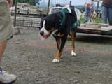 DSC00550t.jpg