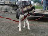 DSC00551t.jpg