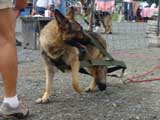 DSC00555t.jpg