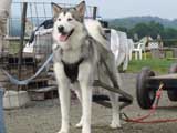 DSC00561t.jpg