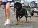 DSC00567t.jpg